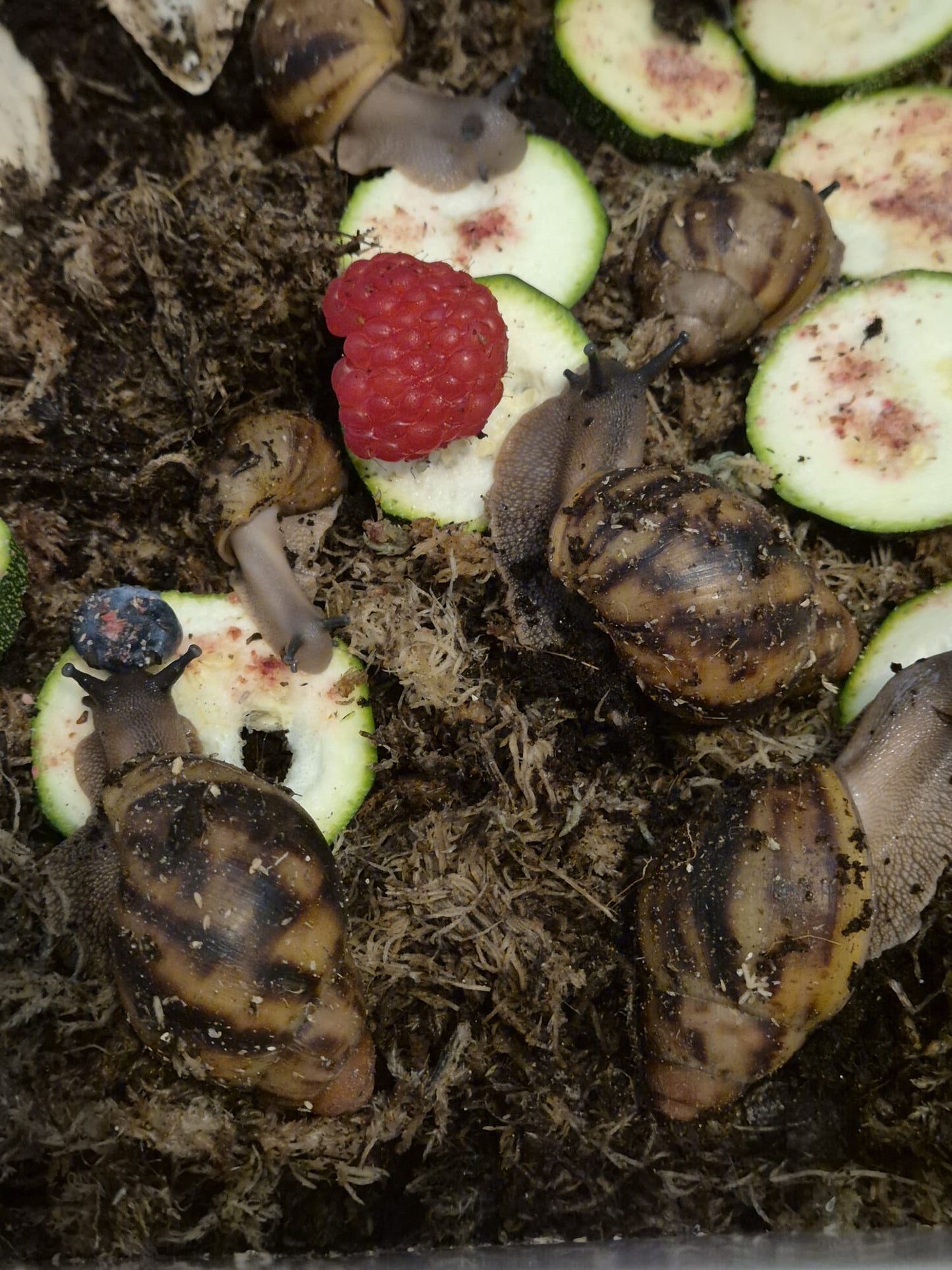 Archachatina Marginata Ovum XXL