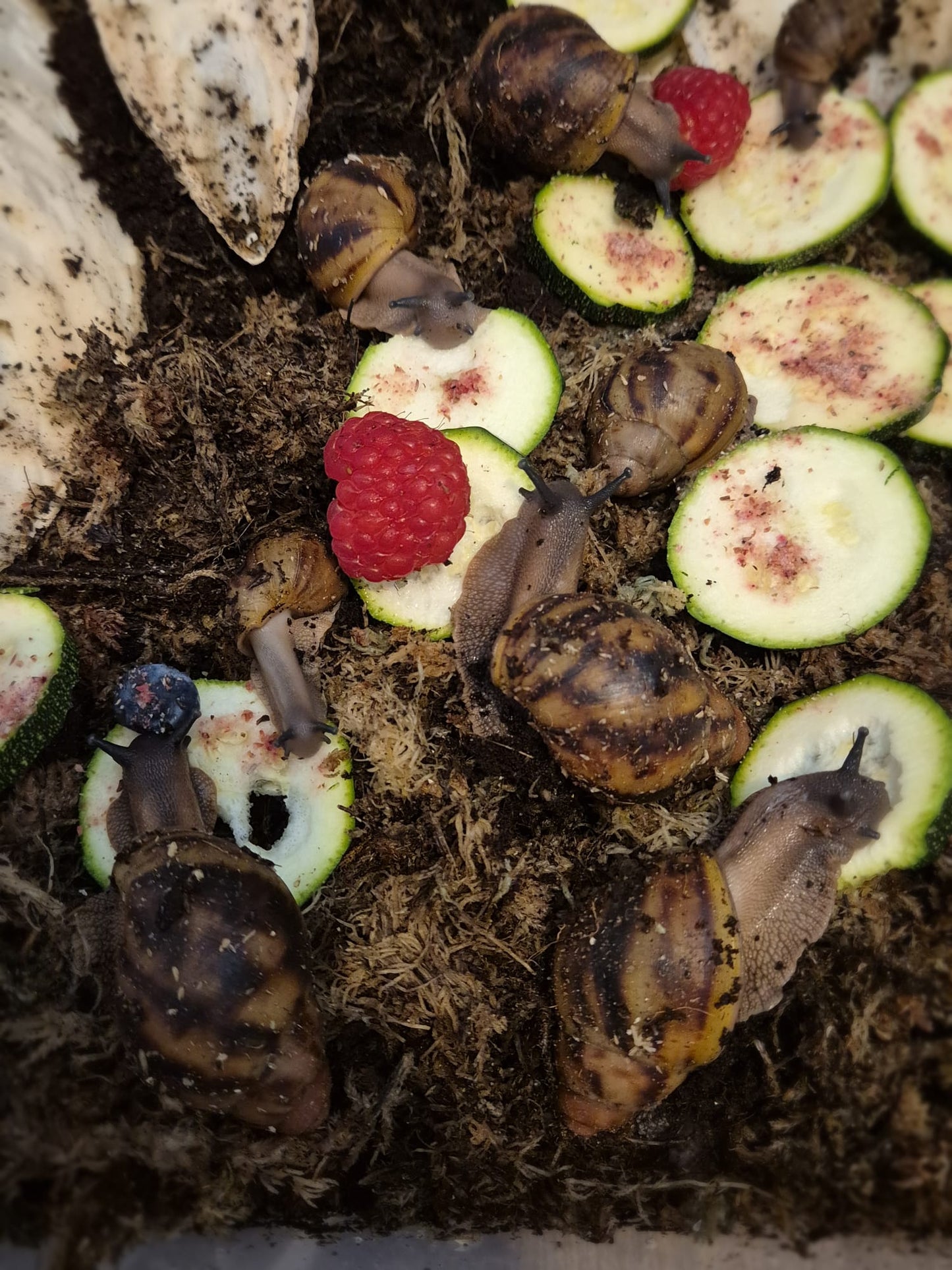 Archachatina Marginata Ovum XXL