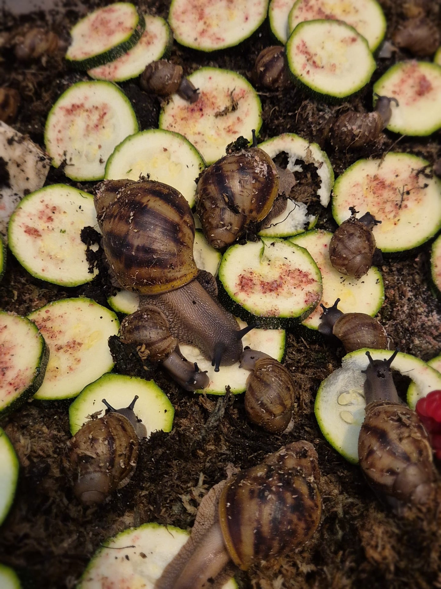 Archachatina Marginata Ovum XXL