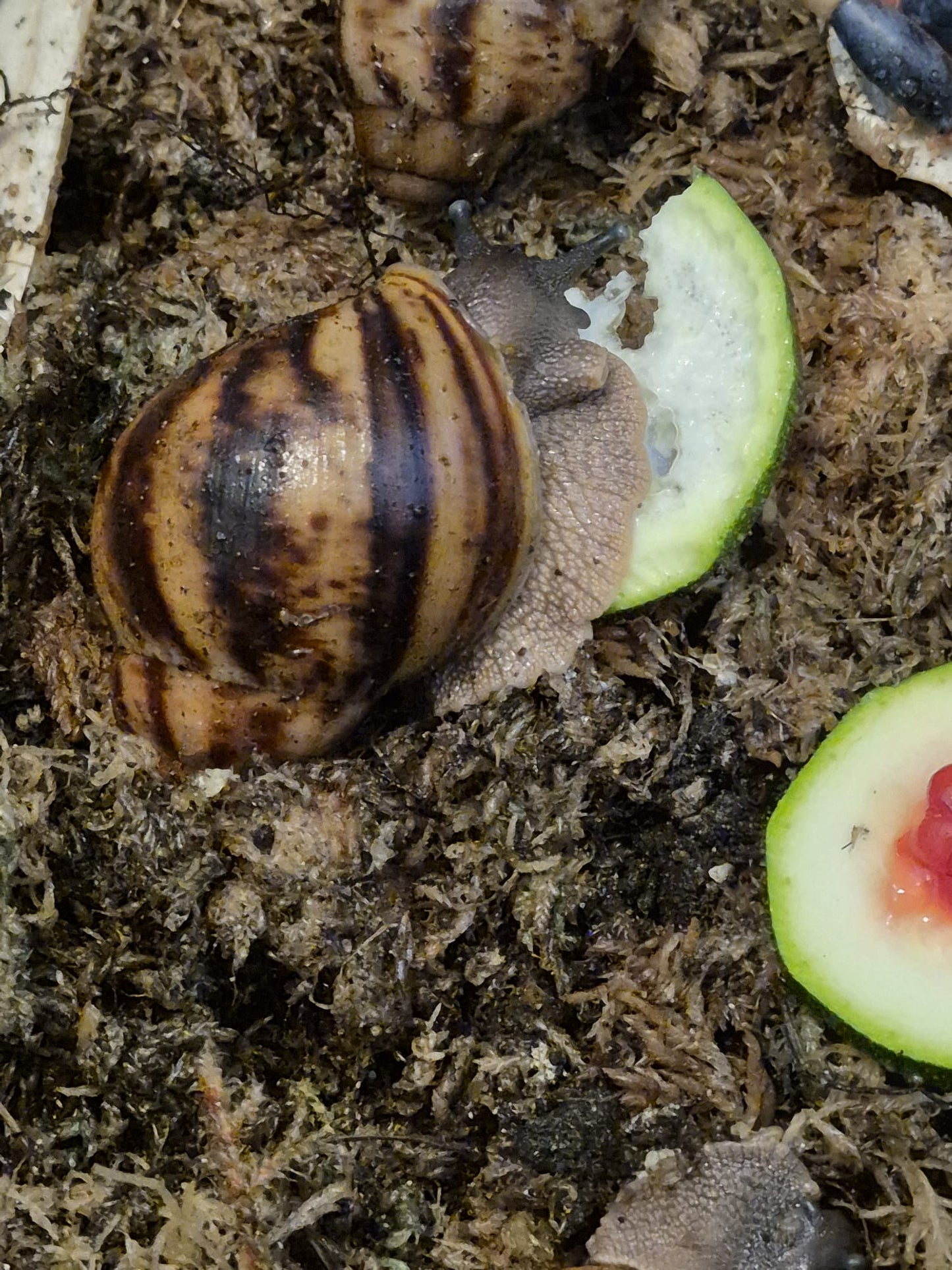Archachatina Marginata Ovum XXL