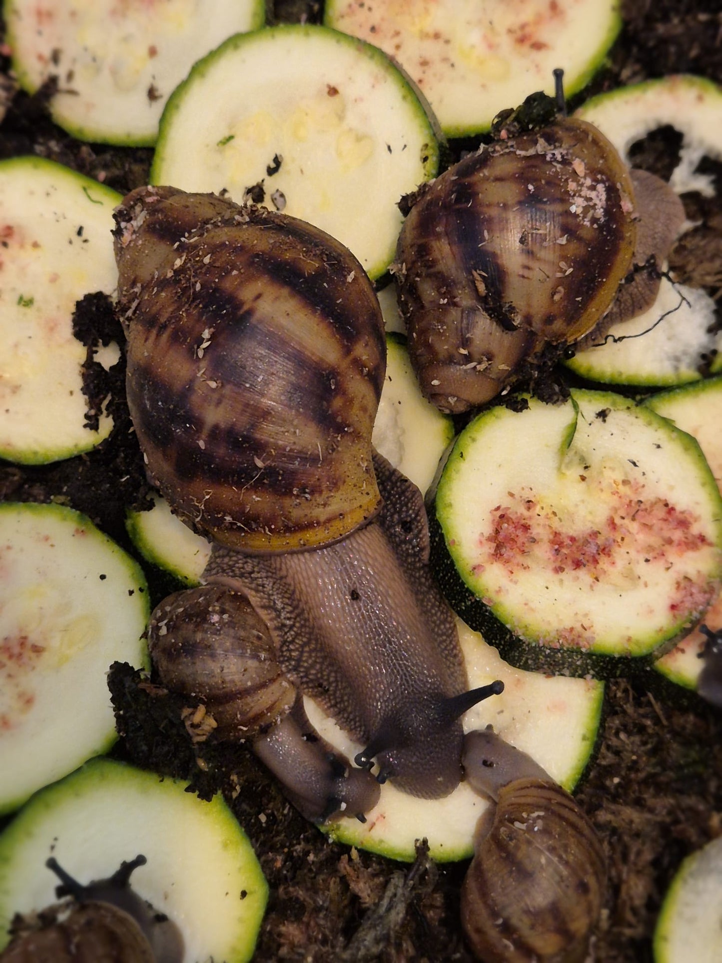 Archachatina Marginata Ovum XXL