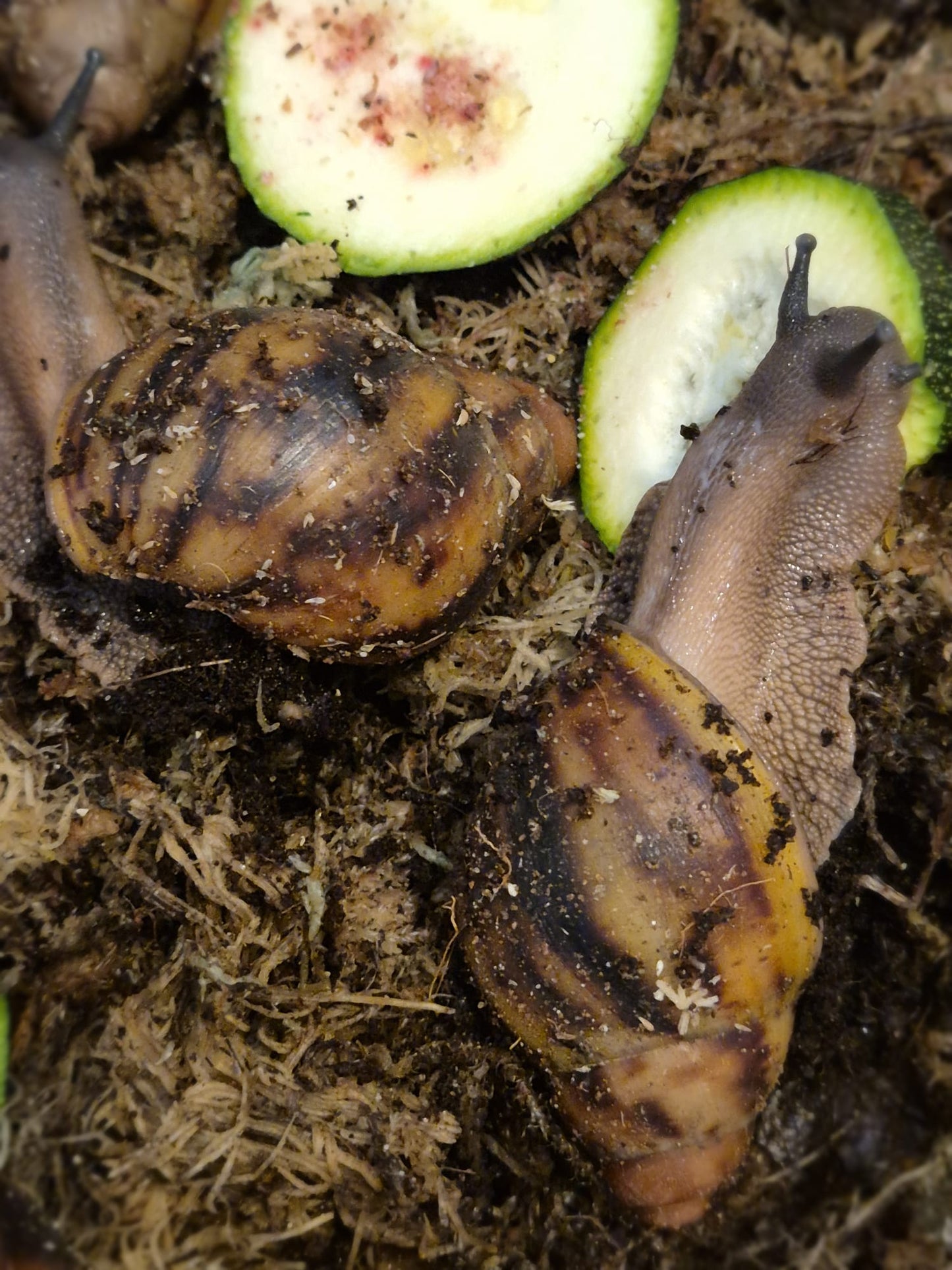 Archachatina Marginata Ovum XXL