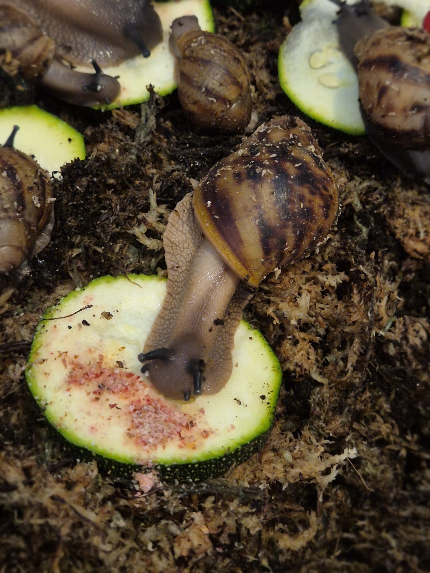 Archachatina Marginata Ovum XXL