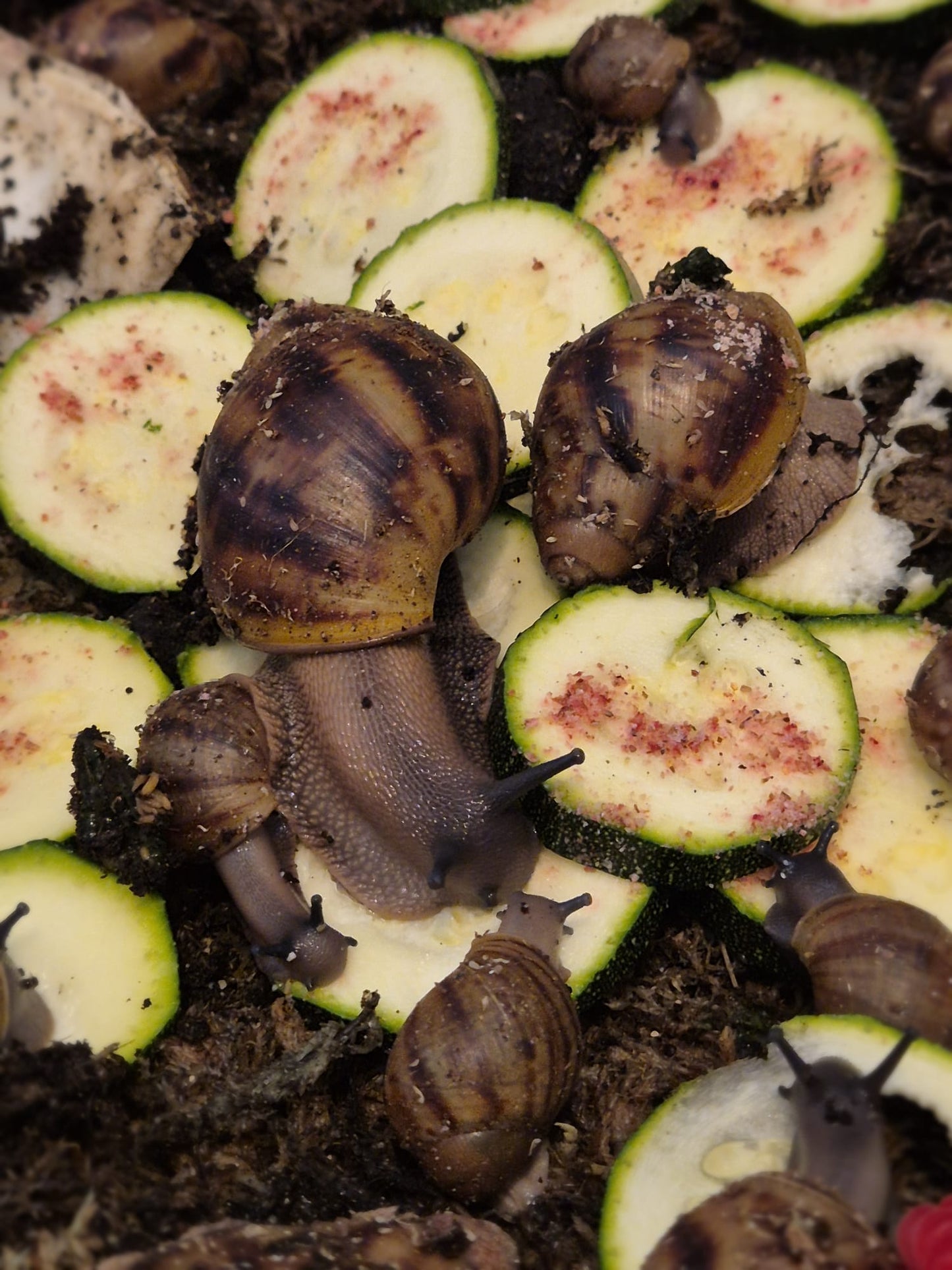Archachatina Marginata Ovum XXL