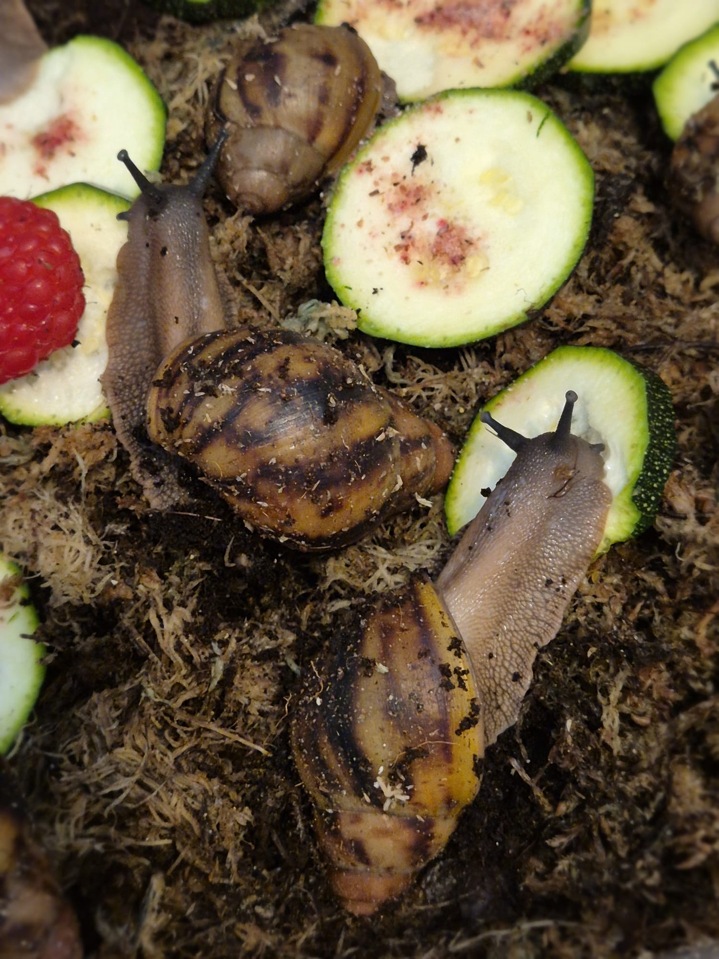 Archachatina Marginata Ovum XXL