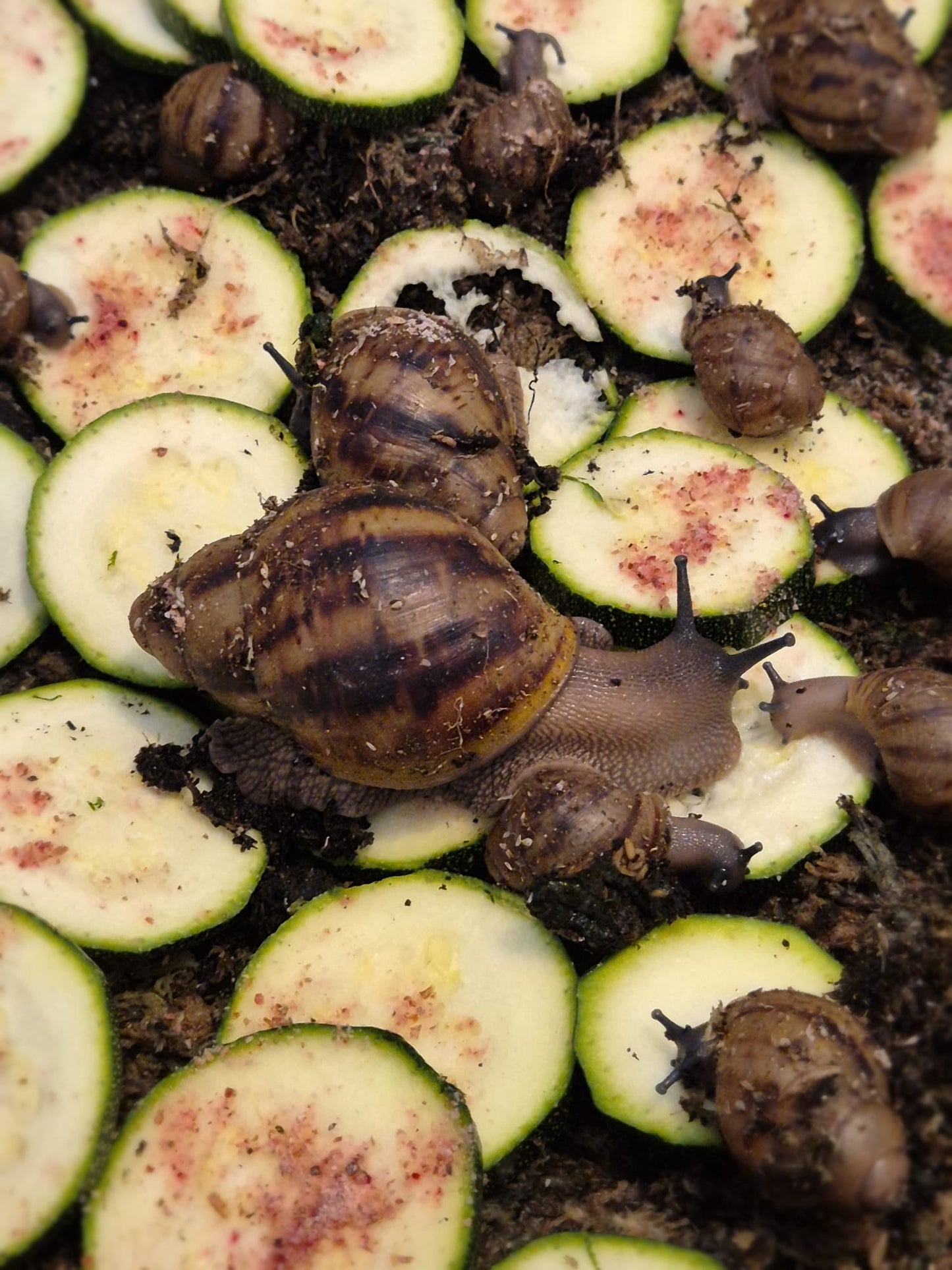 Archachatina Marginata Ovum XXL