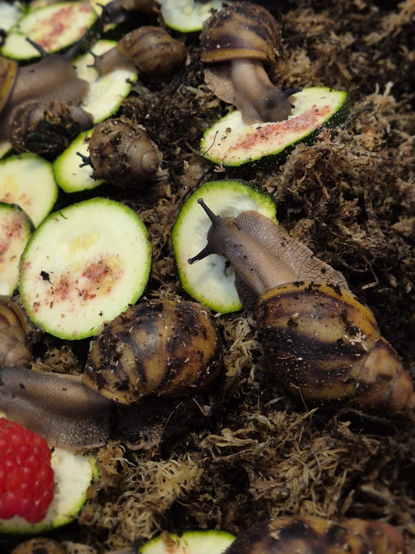 Archachatina Marginata Ovum XXL