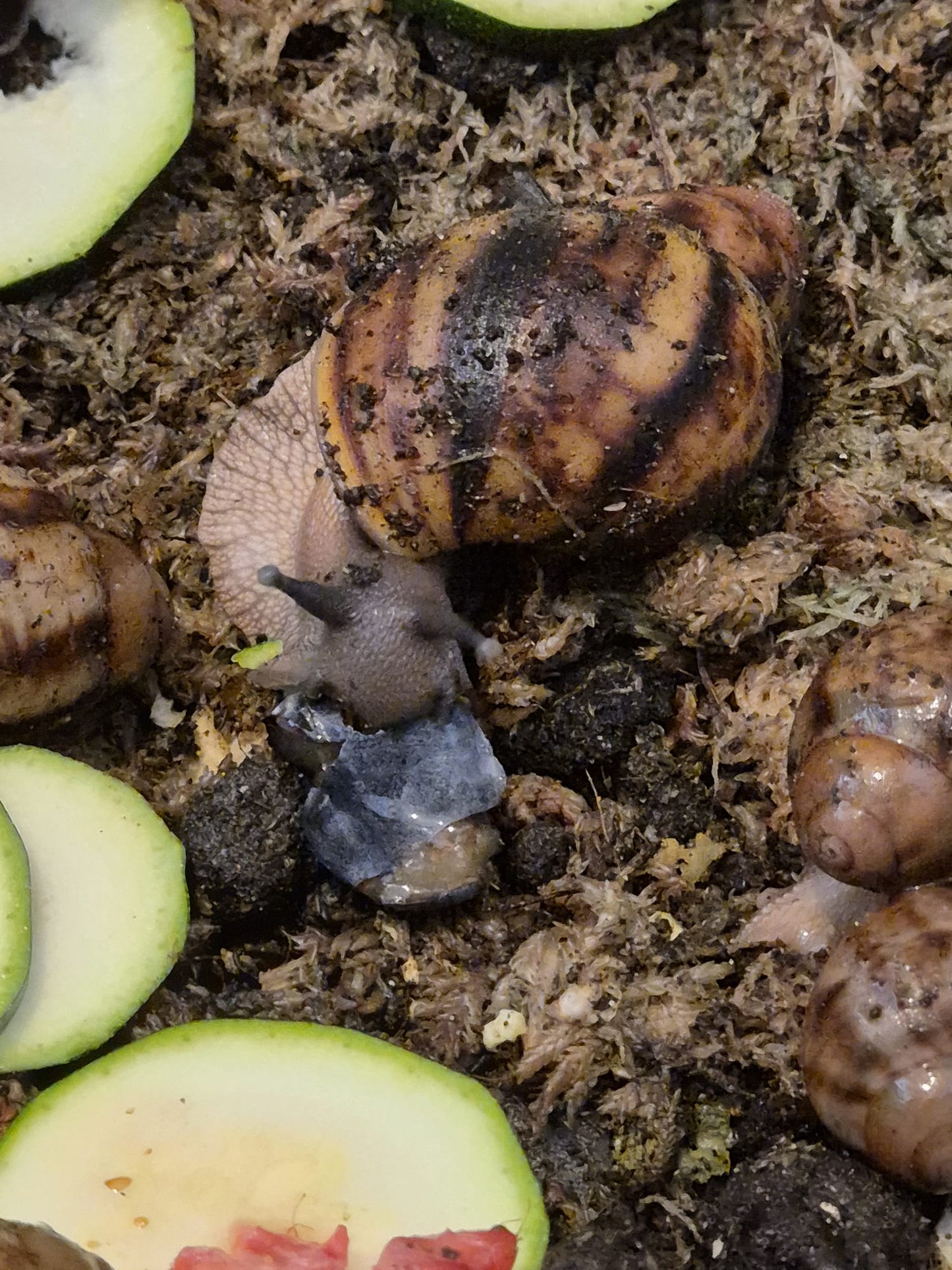 Archachatina Marginata Ovum XXL