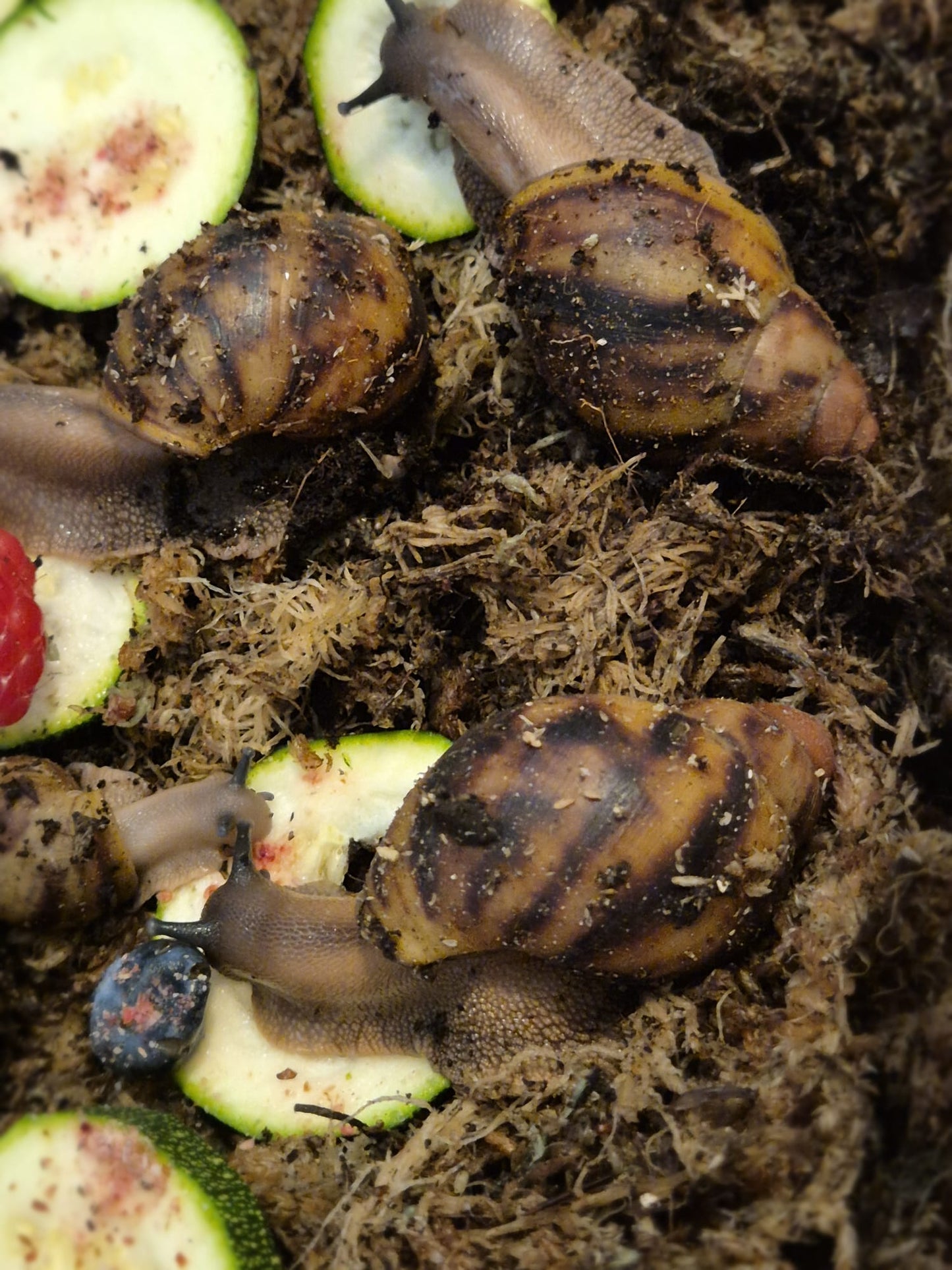 Archachatina Marginata Ovum XXL