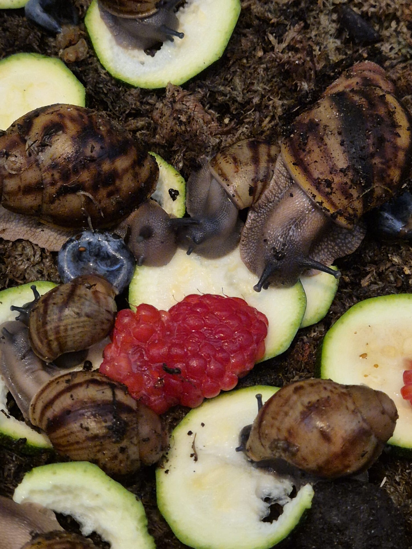 Archachatina Marginata Ovum XXL