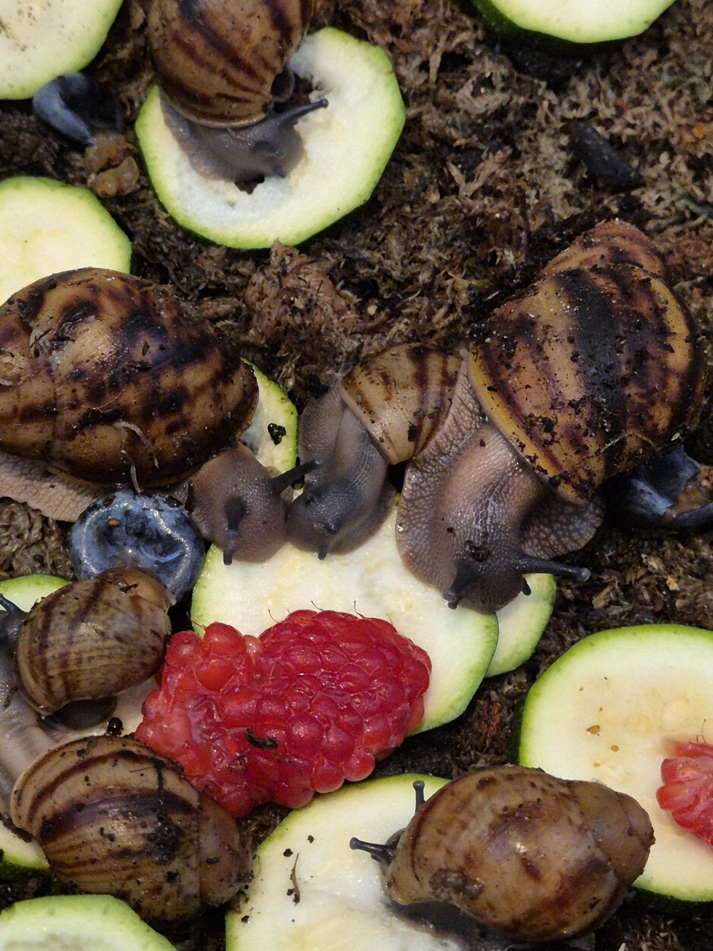 Archachatina Marginata Ovum XXL