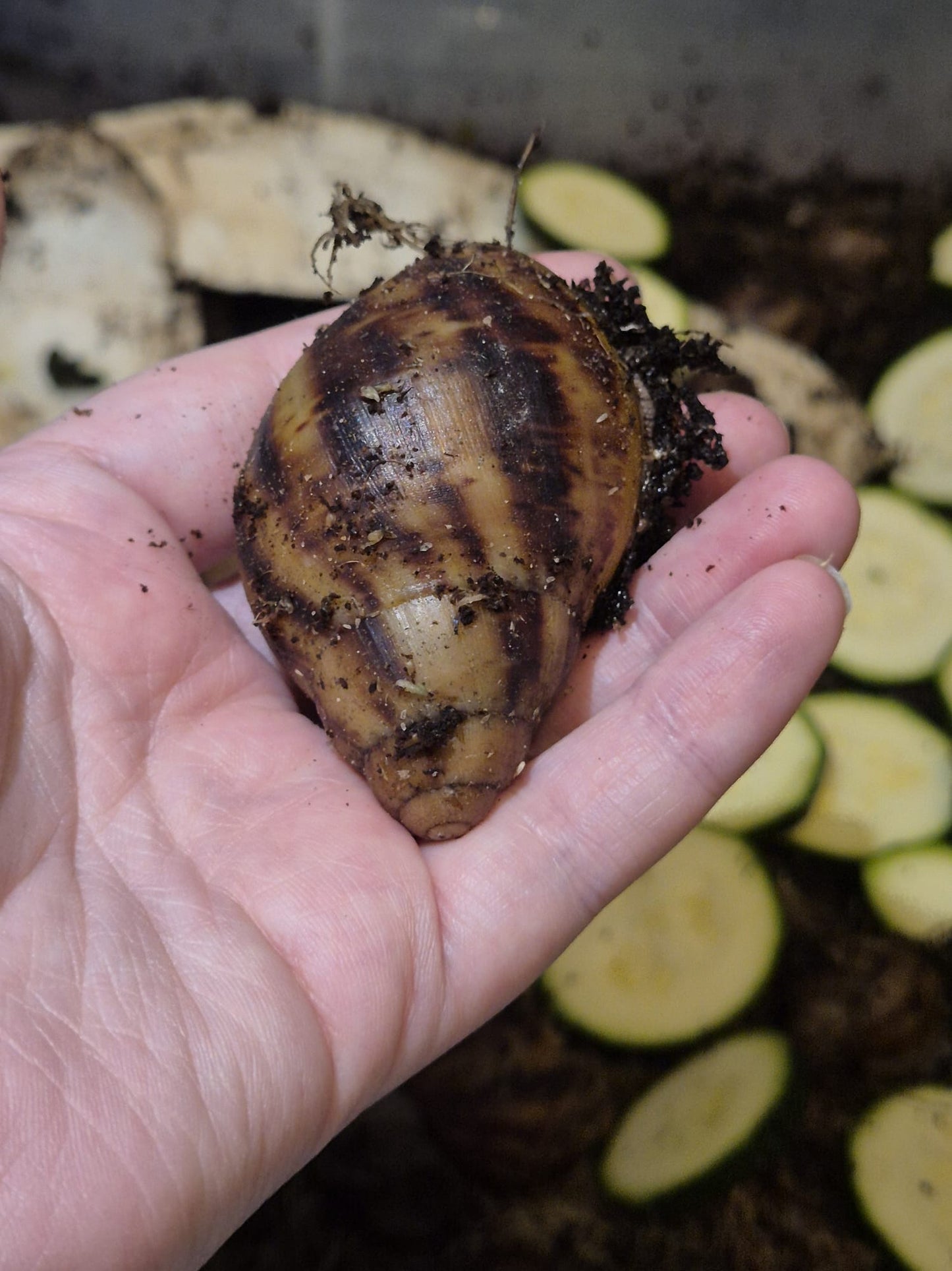 Archachatina Marginata Ovum XXL