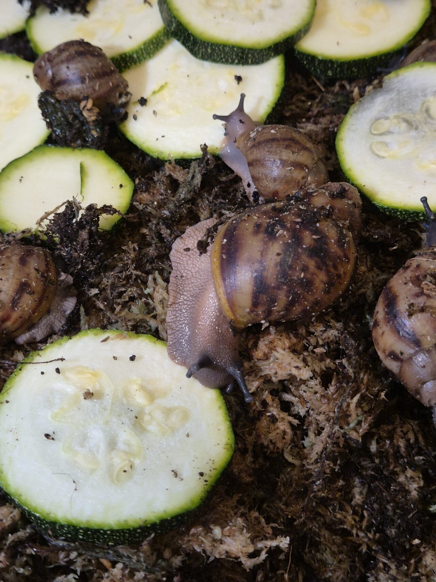 Archachatina Marginata Ovum XXL