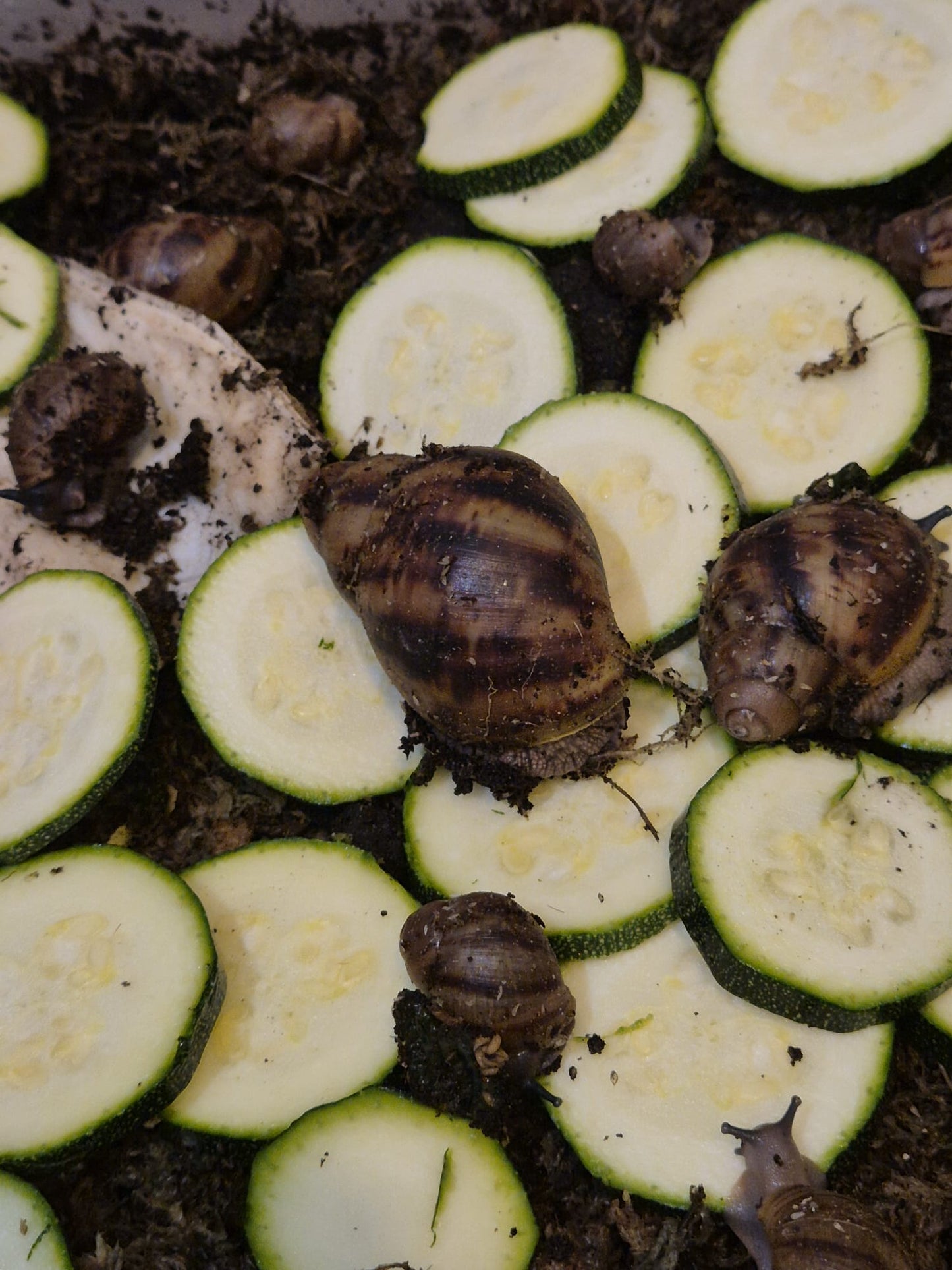 Archachatina Marginata Ovum XXL
