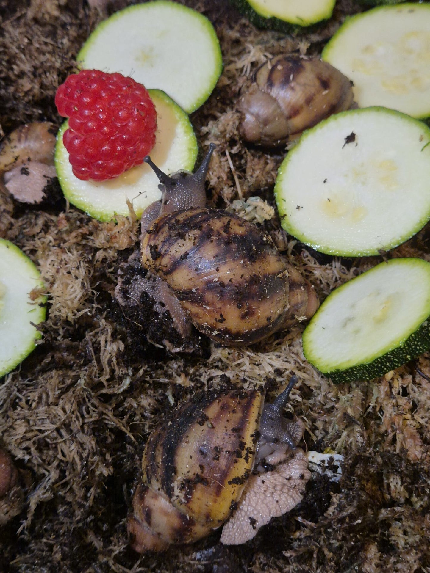 Archachatina Marginata Ovum XXL