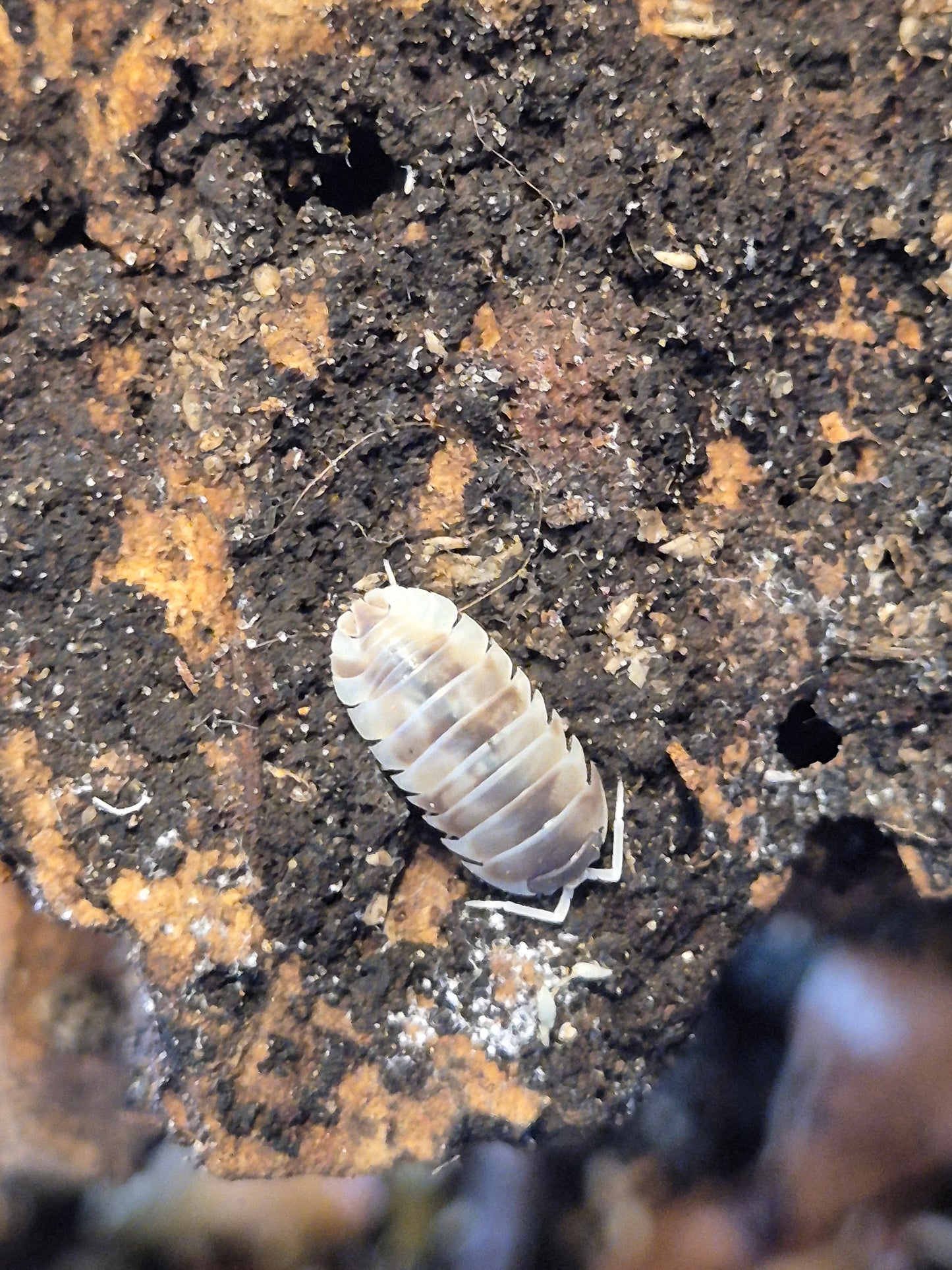 Armadillidium Nasatum "Dalmation"