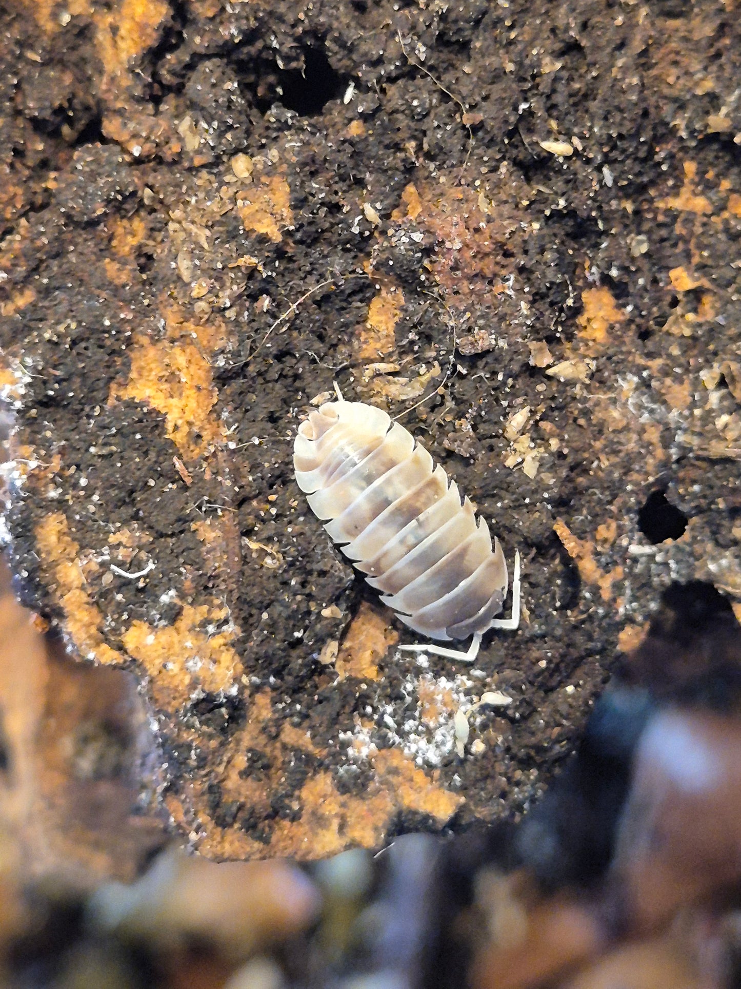 Armadillidium Nasatum "Dalmation"