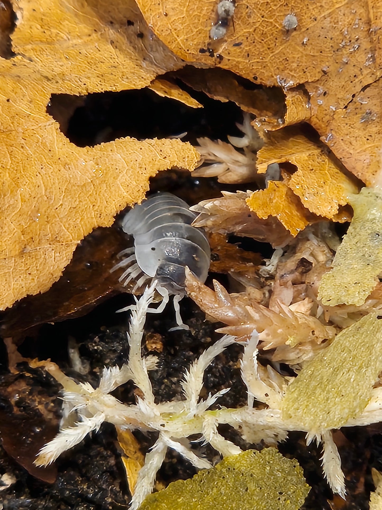 Armadillidium Nasatum "Dalmation"