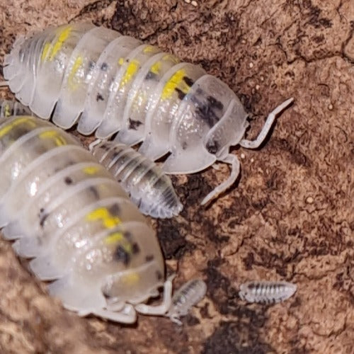 Armadillidium Granulatum "Magic Potion" Isopods