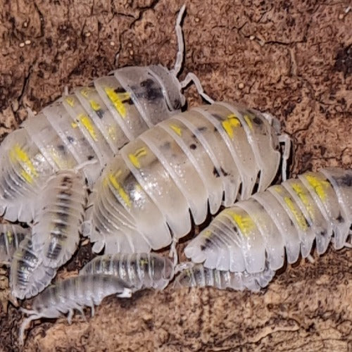 Armadillidium Granulatum "Magic Potion" Isopods