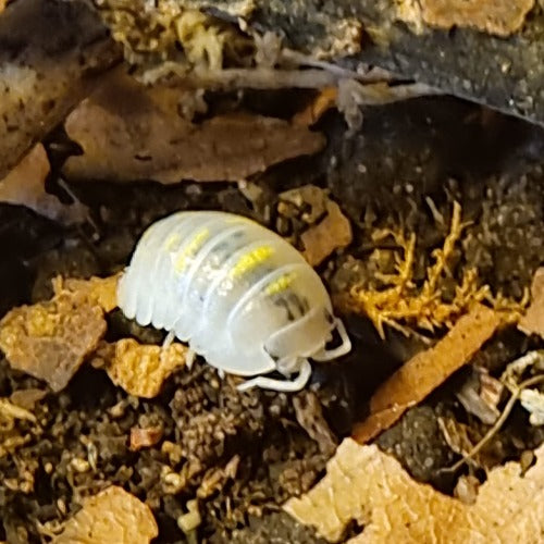 Armadillidium Granulatum "Magic Potion" Isopods