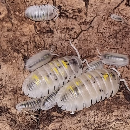 Armadillidium Granulatum "Magic Potion" Isopods