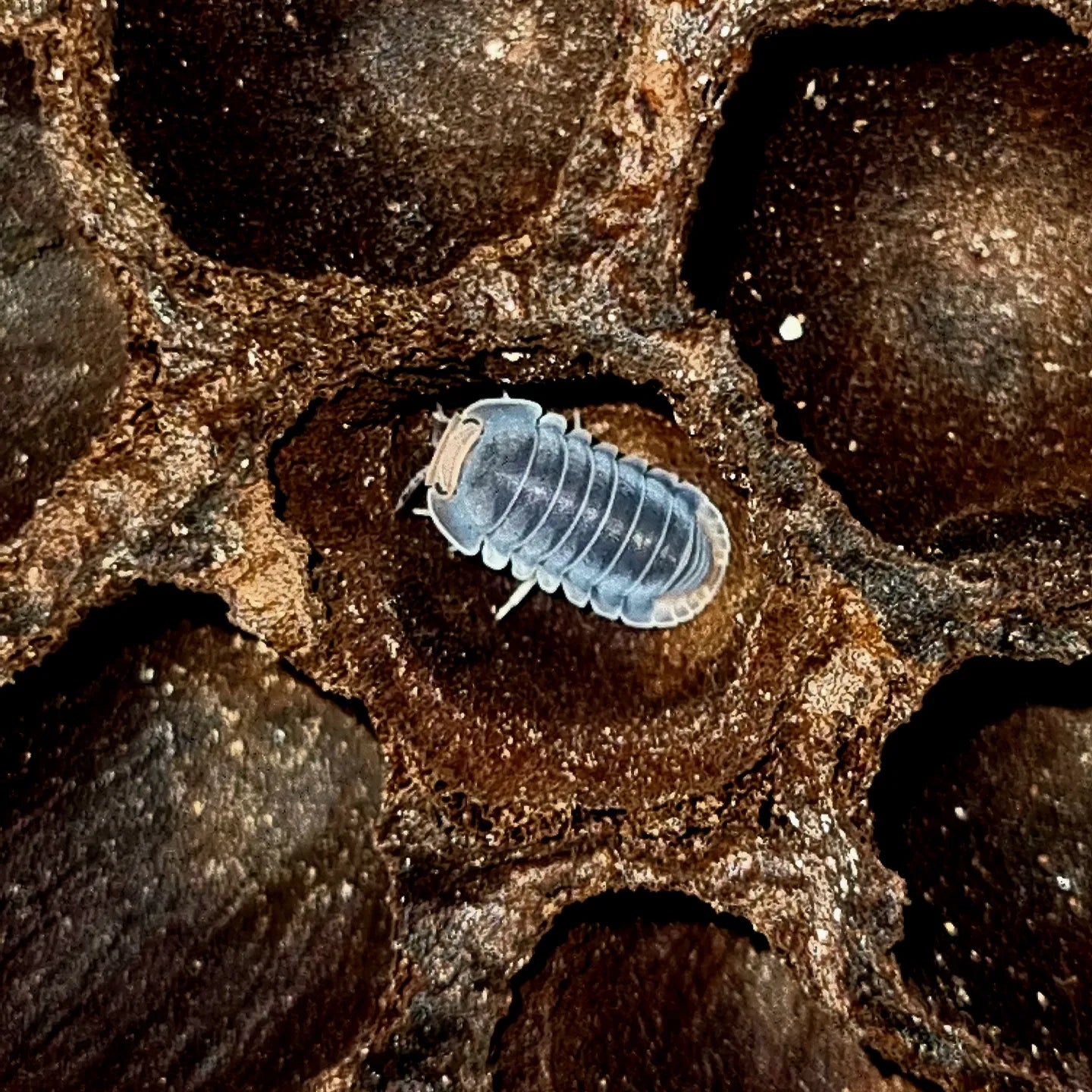 Cubaris sp "Pak Chong" Isopods - The Bug Room