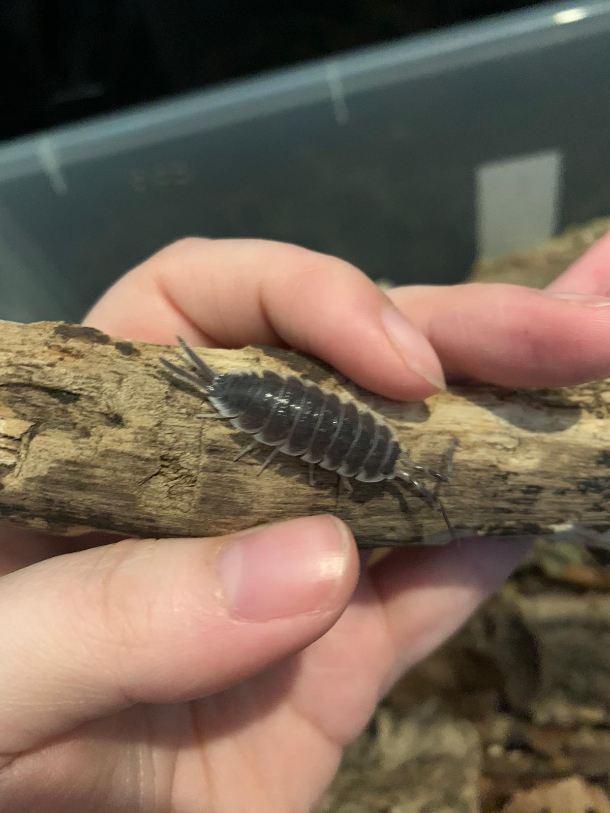 Porcellio hoffmannseggi for sale
