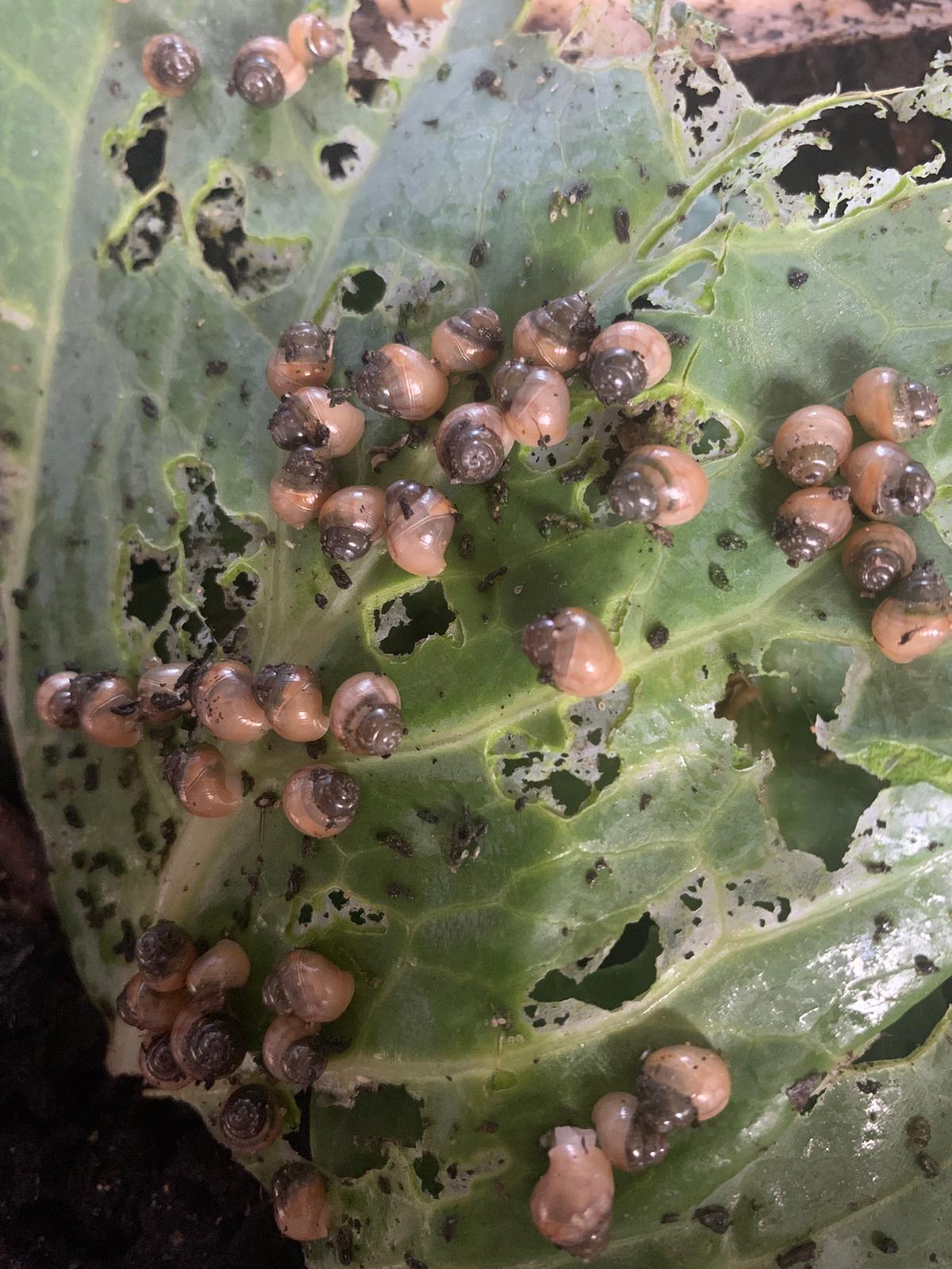 Live Feeder Snails for Reptiles and Amphibians - The Bug Room