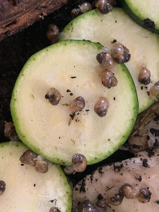 Live Feeder Snails for Reptiles and Amphibians - The Bug Room