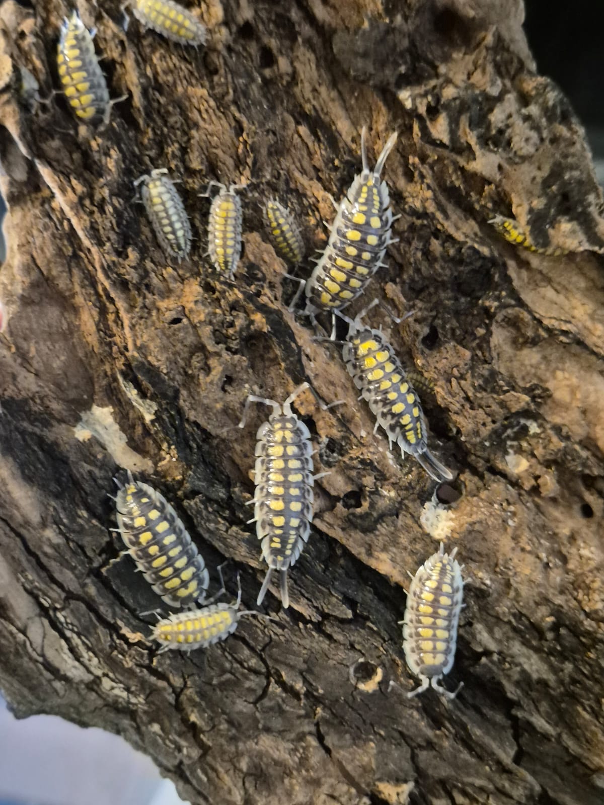 Porcellio Haasi "High Yellow" Isopods - The Bug Room