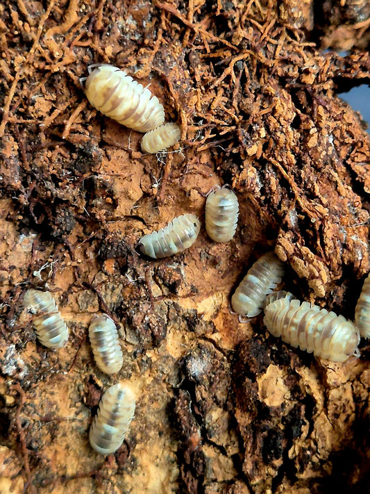 Armadillidium Espanyoli 'Marbelized' Isopods - The Bug Room