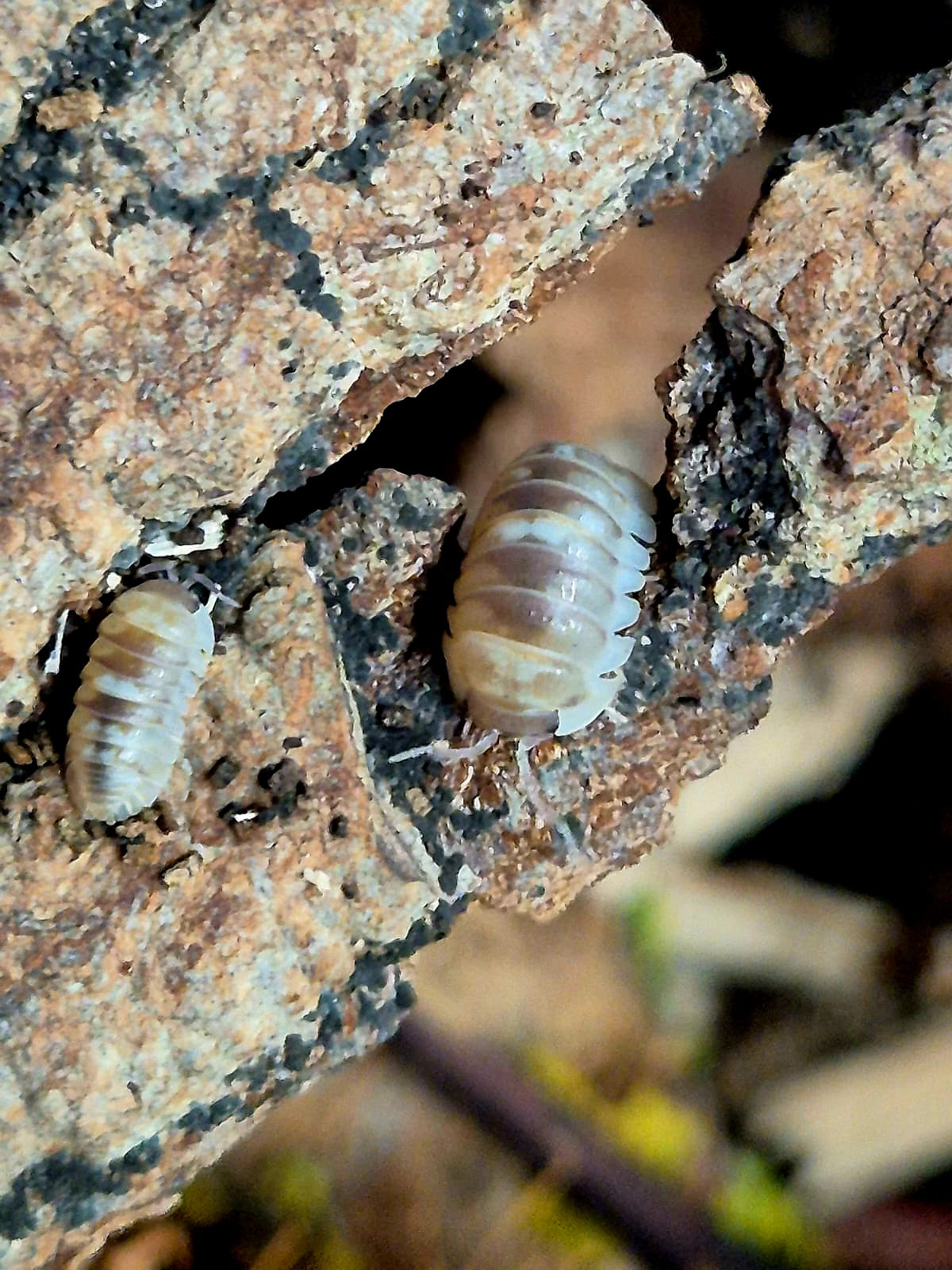 Armadillidium Espanyoli 'Marbelized' Isopods - The Bug Room