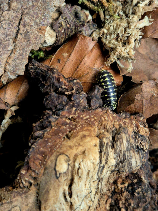 Armadillidium Maculatum "Yellow Zebra" Isopods - The Bug Room
