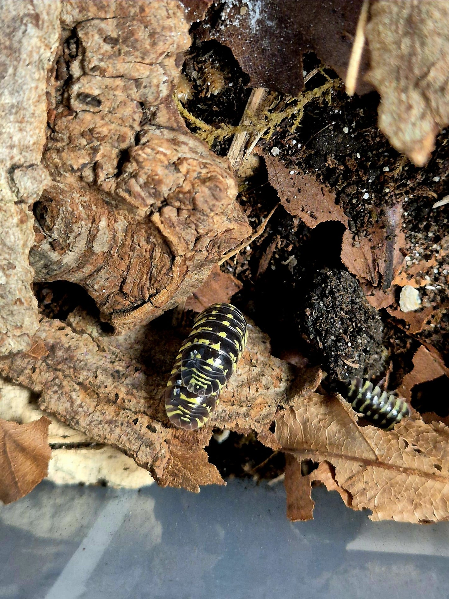 Armadillidium Maculatum "Yellow Zebra" Isopods - The Bug Room