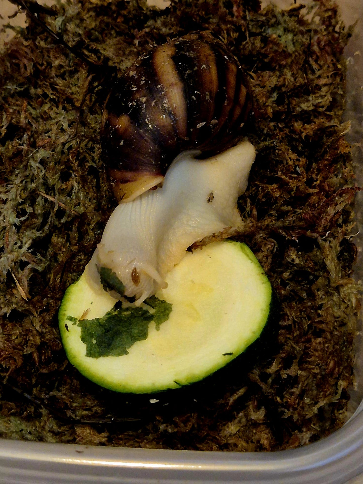 Achatina Fulica Jade Giant African Land Snail