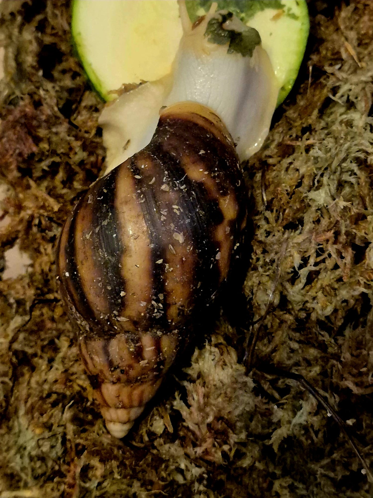 Achatina Fulica Jade Giant African Land Snail