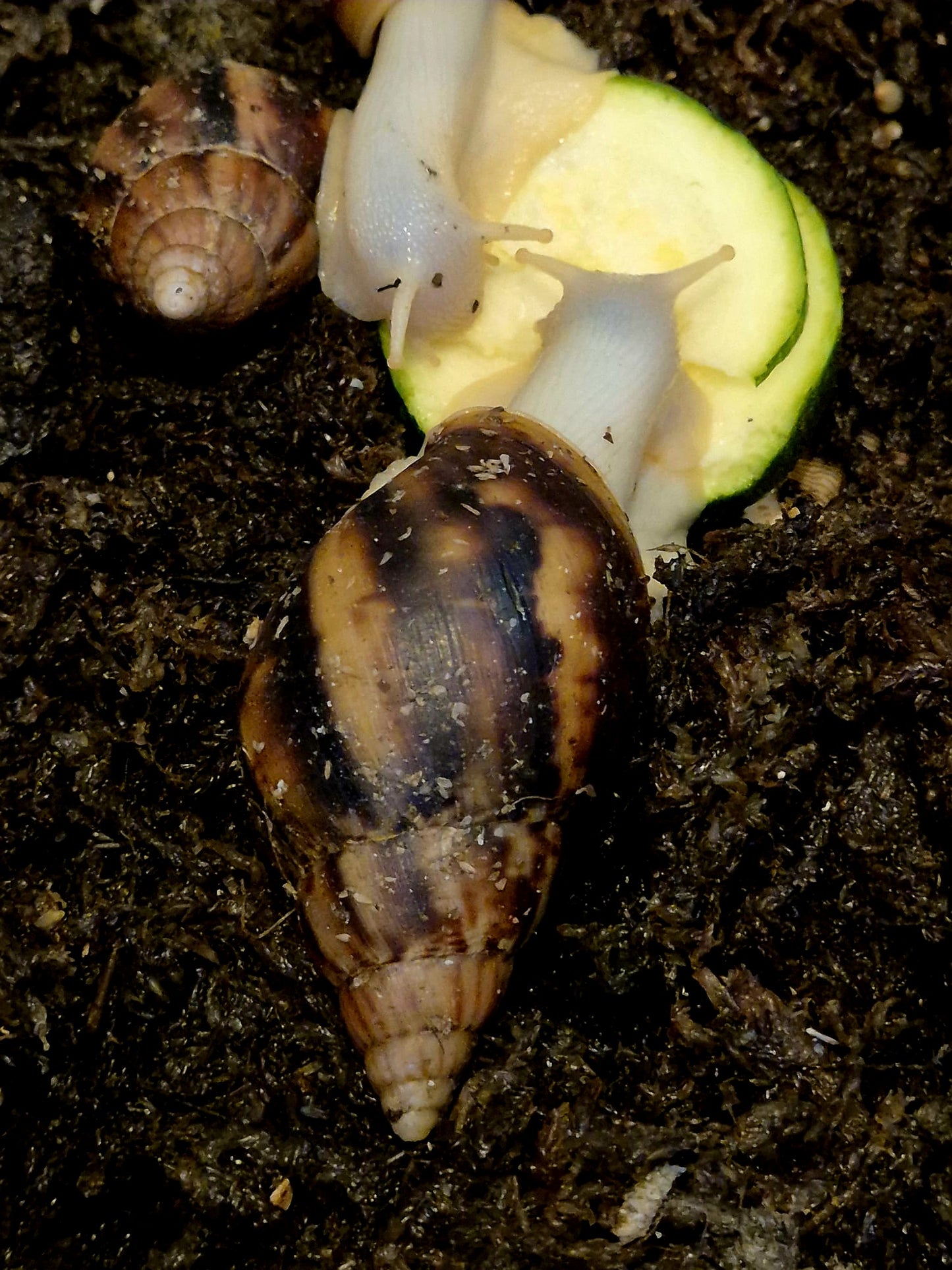 Achatina Fulica Jade Giant African Land Snail