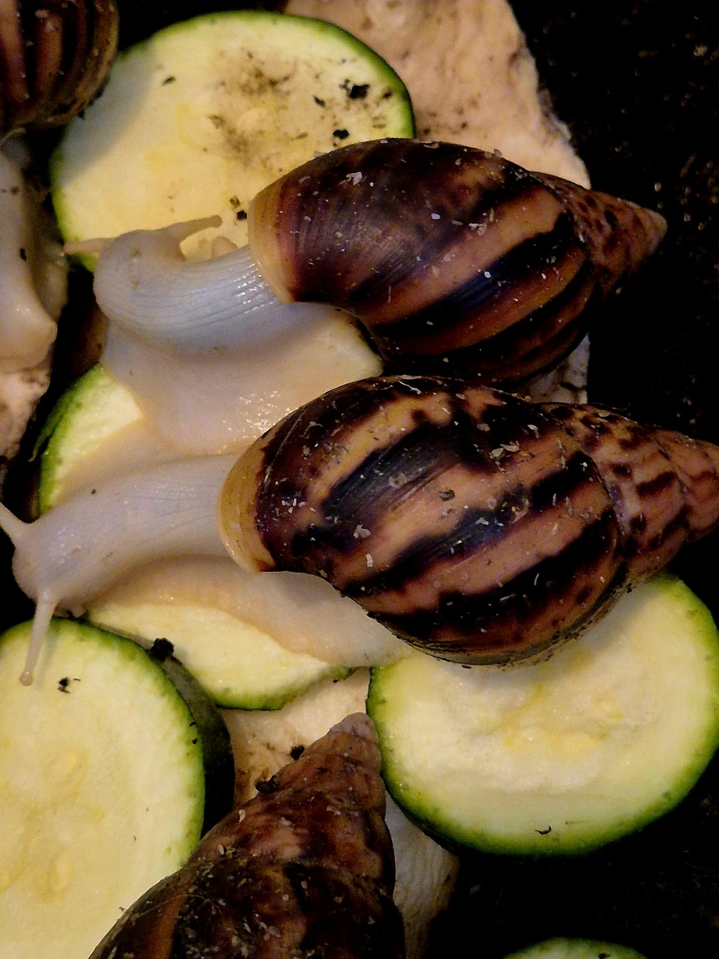Achatina Fulica Jade Giant African Land Snail