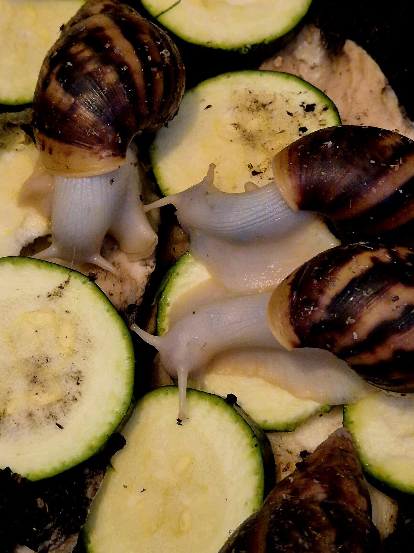 Achatina Fulica Jade Giant African Land Snail