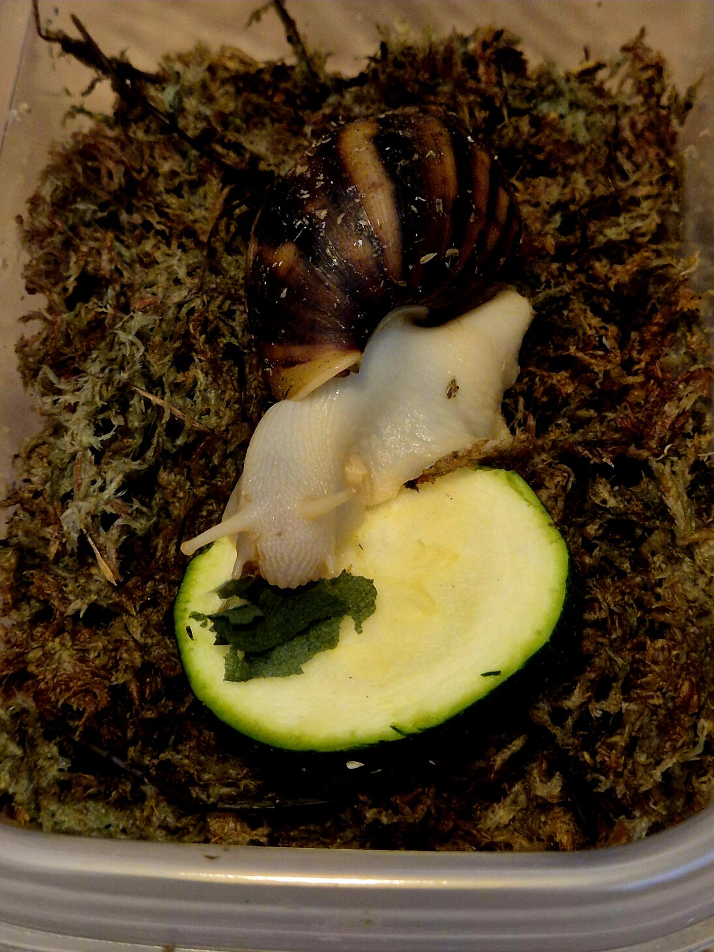 Achatina Fulica Jade Giant African Land Snail