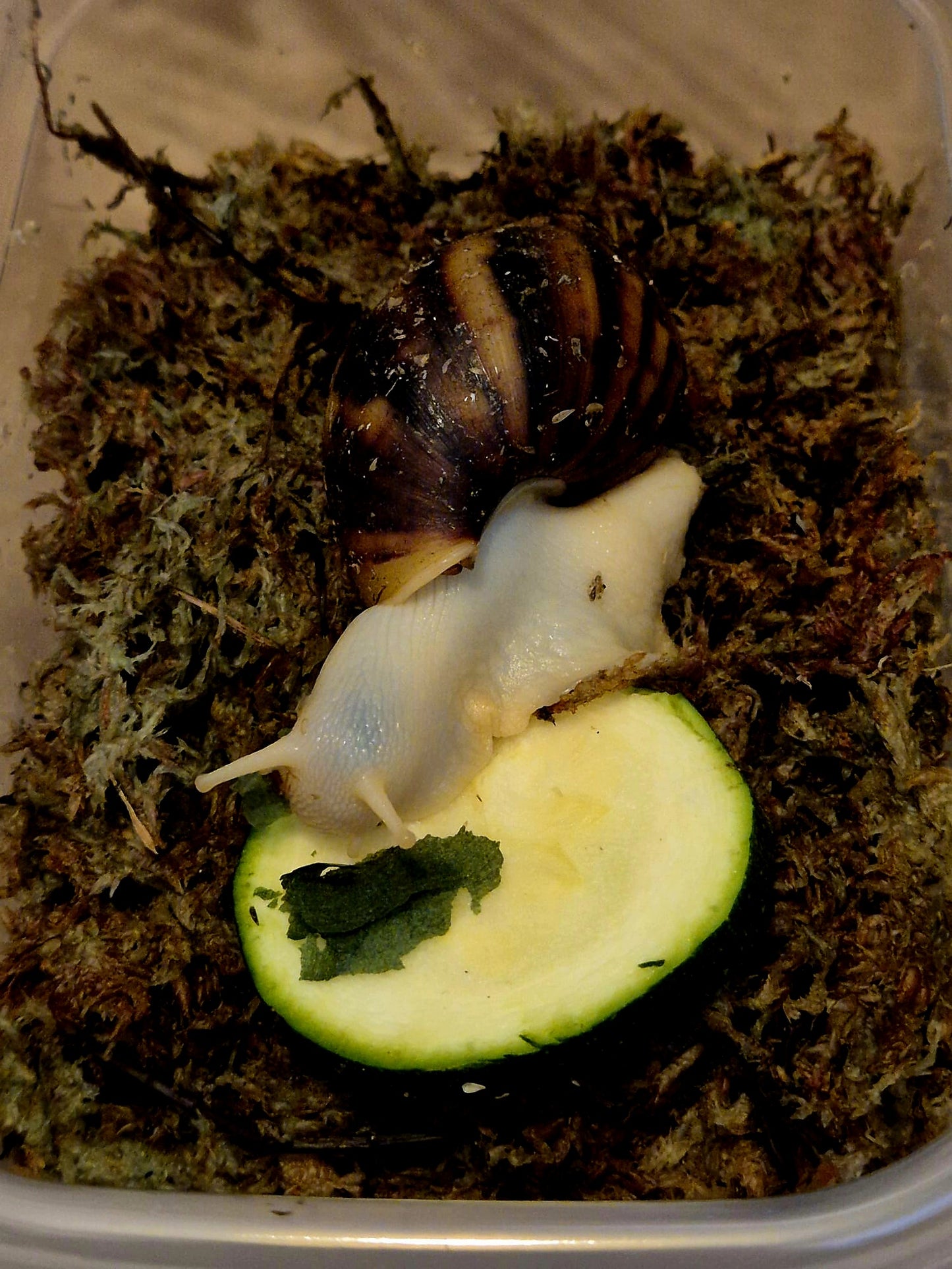 Achatina Fulica Jade Giant African Land Snail