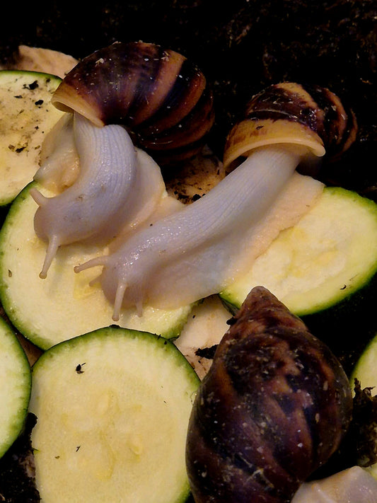 Achatina Fulica Jade Giant African Land Snail - The Bug Room