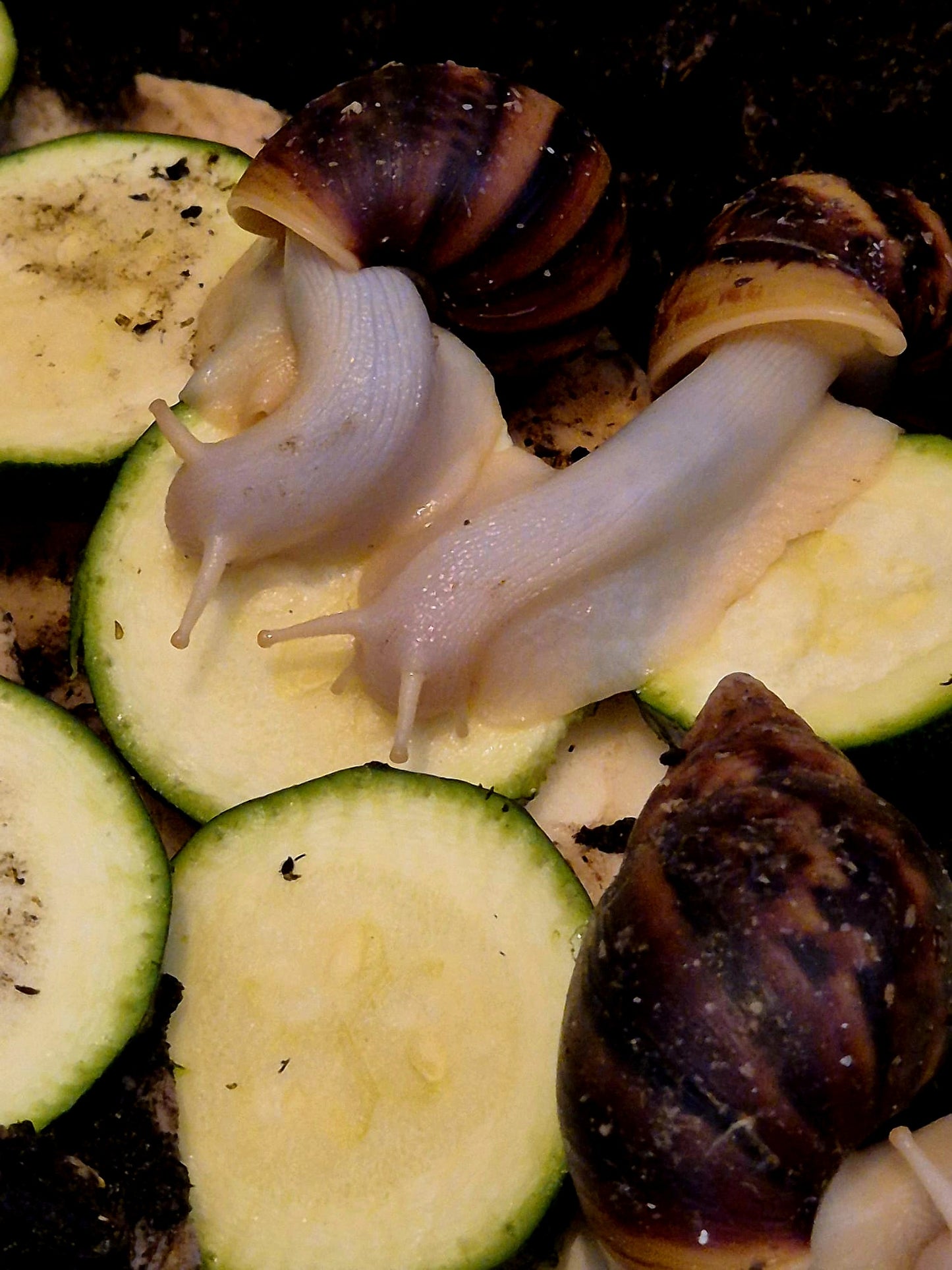 Achatina Fulica Jade Giant African Land Snail