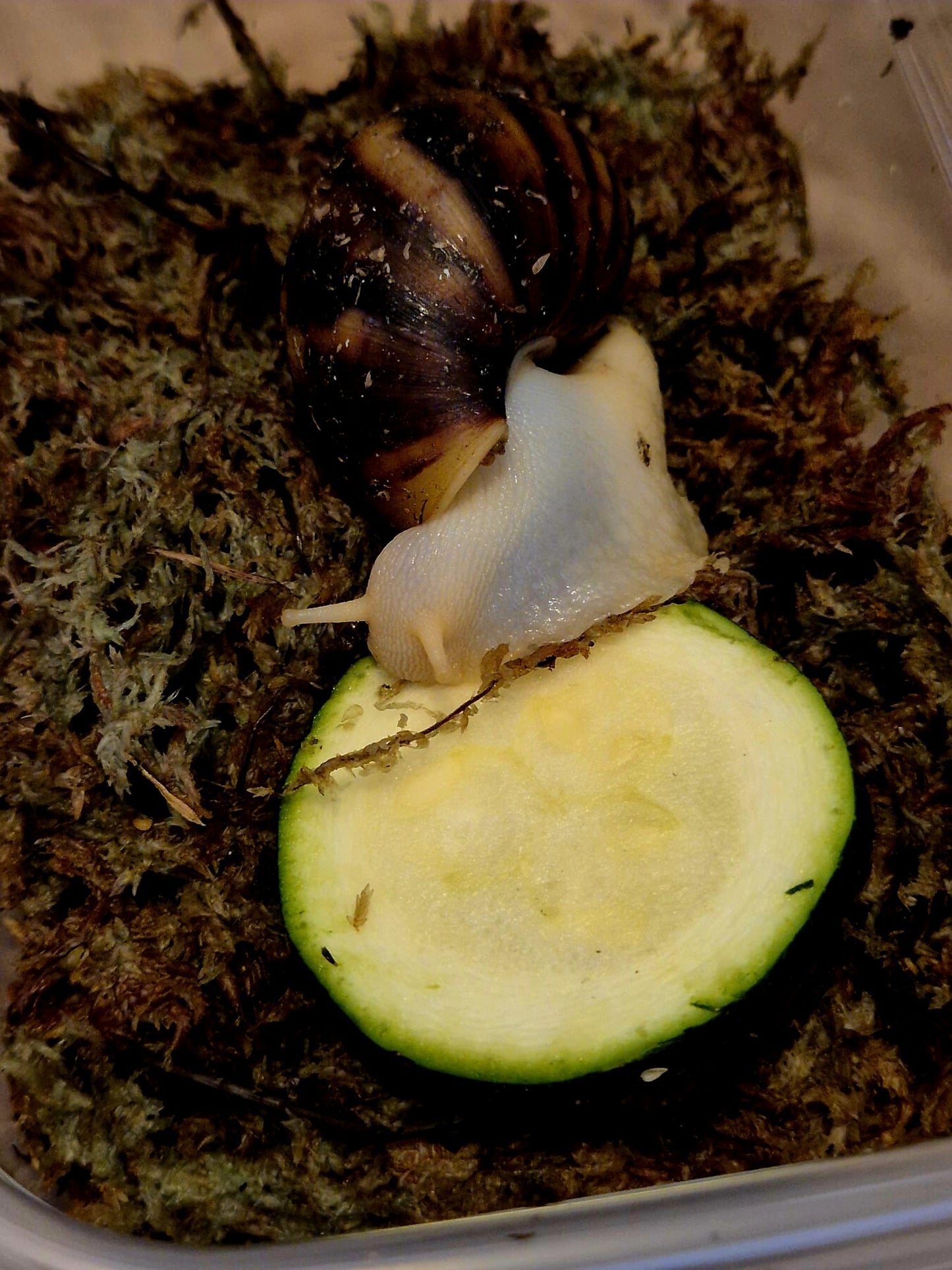Achatina Fulica Jade Giant African Land Snail