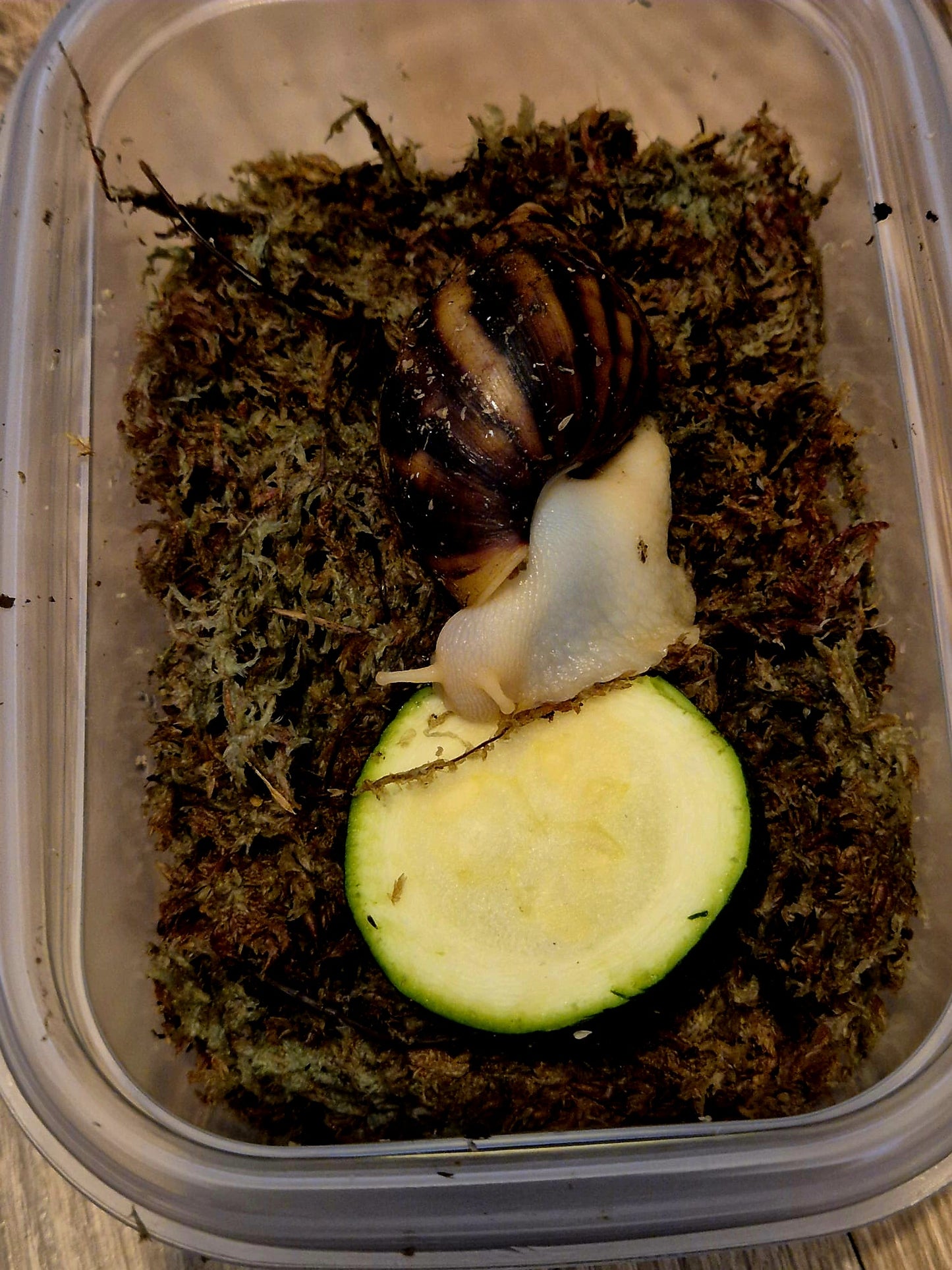 Achatina Fulica Jade Giant African Land Snail