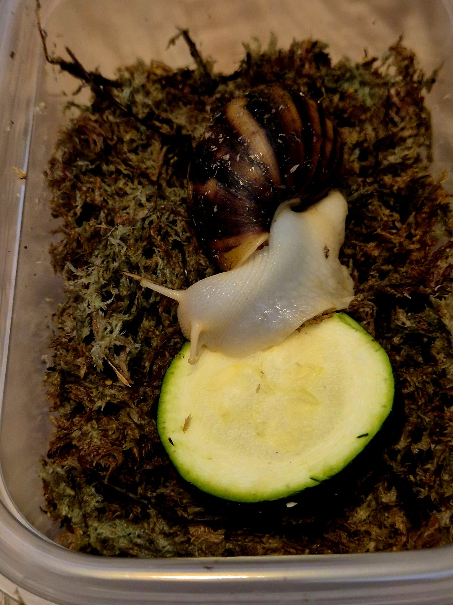 Achatina Fulica Jade Giant African Land Snail