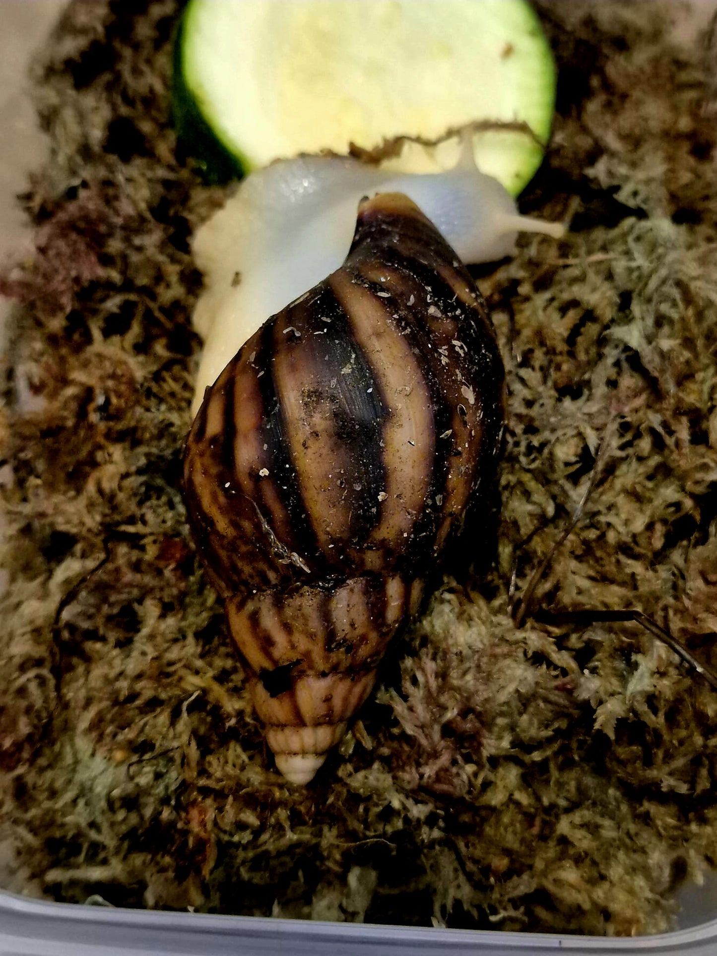 Achatina Fulica Jade Giant African Land Snail
