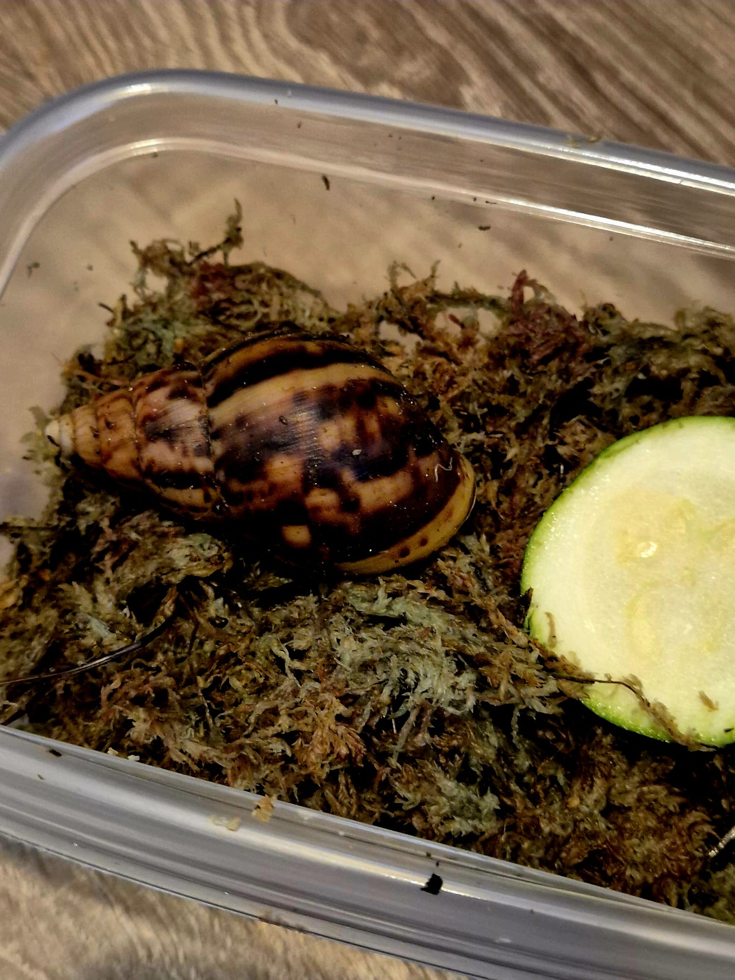 Achatina Fulica Jade Giant African Land Snail