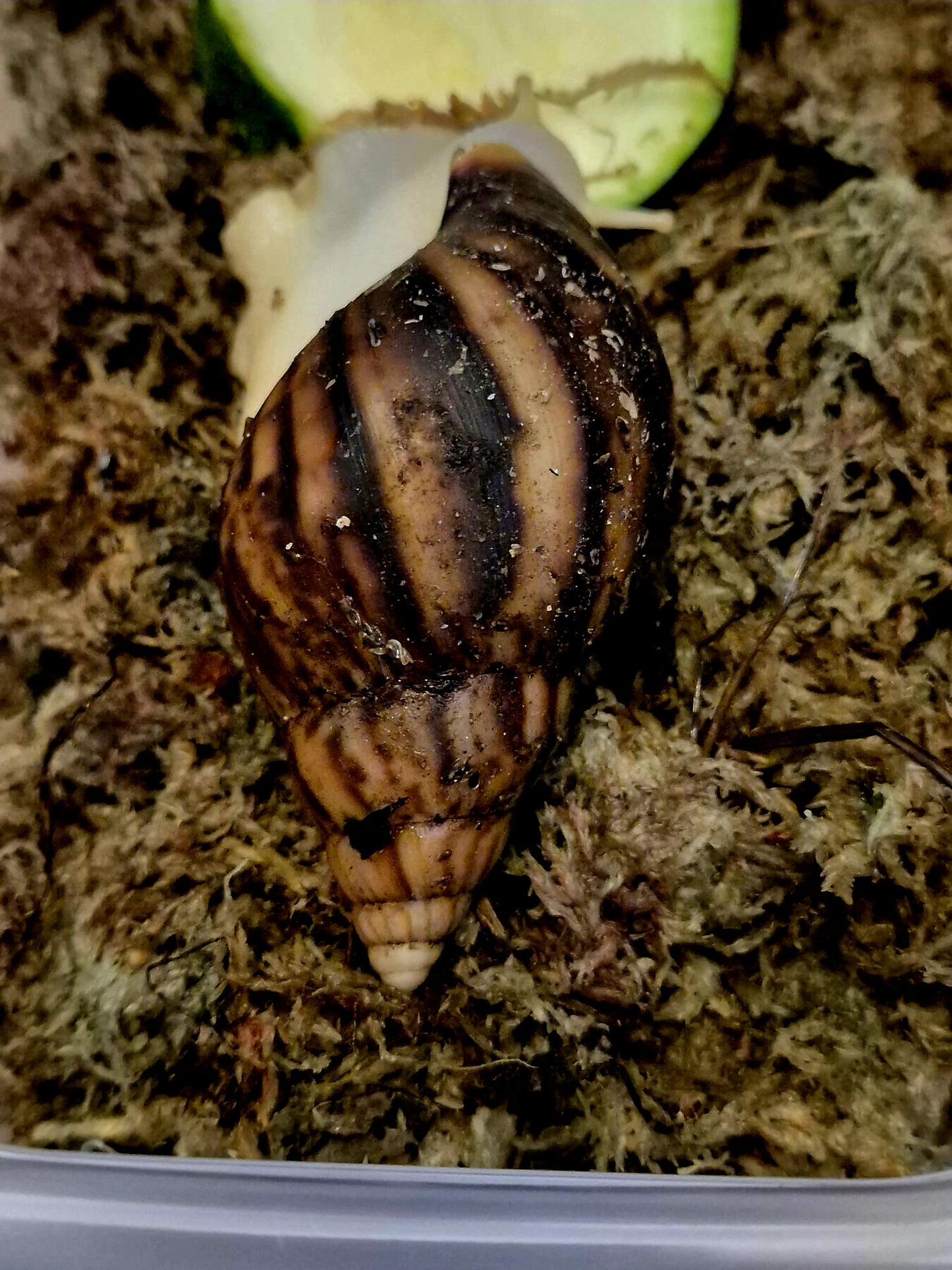 Achatina Fulica Jade Giant African Land Snail